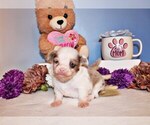 Puppy Norwin Chihuahua