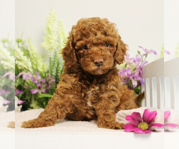 Medium Photo #4 Poodle (Toy) Puppy For Sale in COATESVILLE, PA, USA