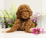 Small #3 Poodle (Toy)
