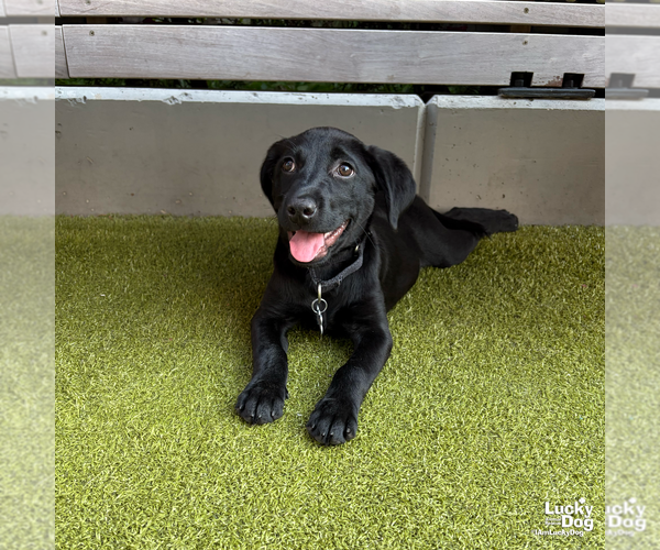 Medium Photo #7 Labrador Retriever-Unknown Mix Puppy For Sale in Washington, DC, USA