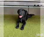 Small #6 Labrador Retriever Mix