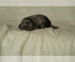 Small #3 Dachshund