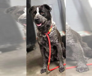 American Pit Bull Terrier-Unknown Mix Dogs for adoption in Las Vegas, NM, USA