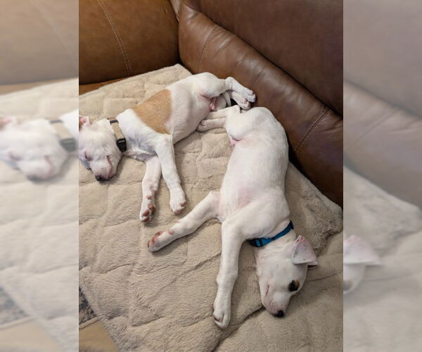 Medium Photo #3 Mutt Puppy For Sale in Sandy, UT, USA