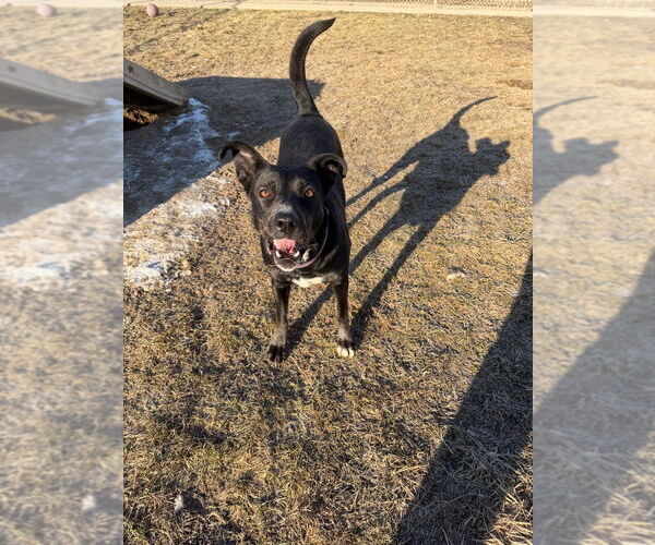 Medium Photo #7 Mutt Puppy For Sale in Pierceton , IN, USA