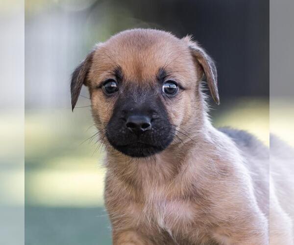 Medium Photo #1 Dachshund-Unknown Mix Puppy For Sale in San Diego, CA, USA