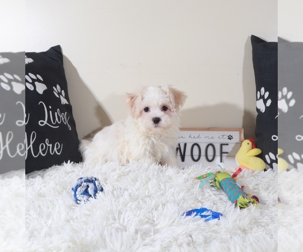 Medium Photo #2 Havanese Puppy For Sale in MOUNT VERNON, OH, USA