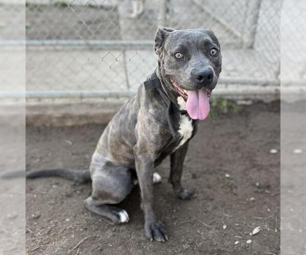 Medium Photo #2 Mutt Puppy For Sale in Modesto, CA, USA