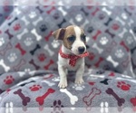 Small #7 Jack Russell Terrier