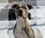 Small Photo #5 American Pit Bull Terrier-Unknown Mix Puppy For Sale in Spring Lake, NJ, USA