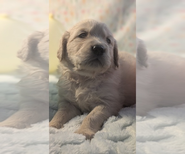 Medium Photo #9 Golden Retriever Puppy For Sale in MODESTO, CA, USA