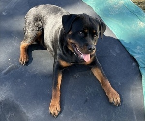 Rottweiler Puppy for sale in IRMO, SC, USA