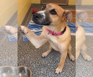 German Shepherd Dog-Unknown Mix Dogs for adoption in Brewster, MA, USA