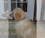 Small Photo #4 Golden Retriever Puppy For Sale in MECHANICSVILLE, MD, USA