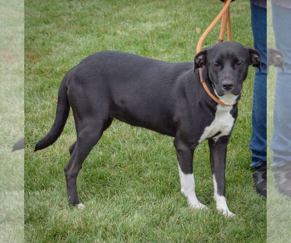 Medium Photo #2 Boxer-Unknown Mix Puppy For Sale in Huntley, IL, USA