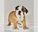 Small Photo #2 Bulldog Puppy For Sale in NAPPANEE, IN, USA