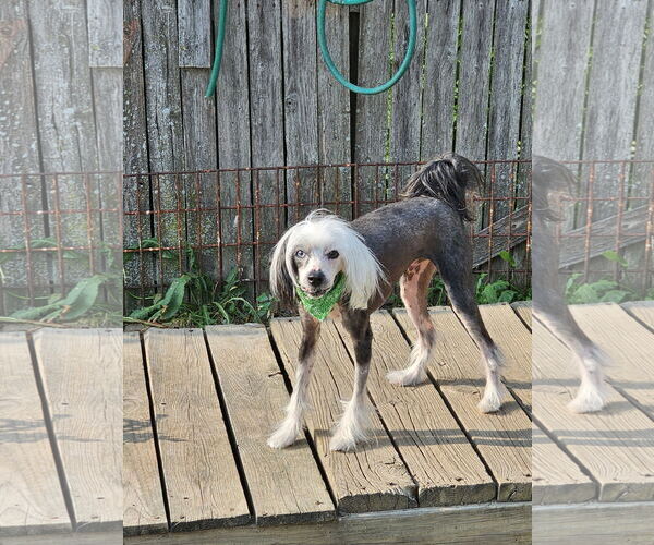 Medium Photo #2 Mutt Puppy For Sale in Erie, MI, USA
