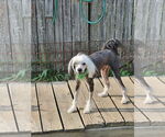 Small #1 Mutt