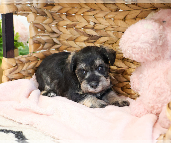 Medium Photo #9 Schnauzer (Miniature) Puppy For Sale in SYRACUSE, IN, USA
