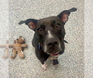 American Staffordshire Terrier-Labrador Retriever Mix Dogs for adoption in Sayreville, NJ, NJ, USA
