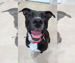 Small #33 American Staffordshire Terrier Mix