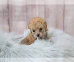 Small Photo #3 Morkie-Unknown Mix Puppy For Sale in FULLERTON, CA, USA