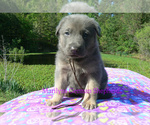 Small #3 German Shepherd Dog