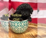 Puppy Yellow collar Poodle (Miniature)