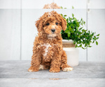 Puppy Kennedy Poodle (Miniature)