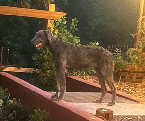 Mother of the Irish Wolfhound puppies born on 09/04/2026