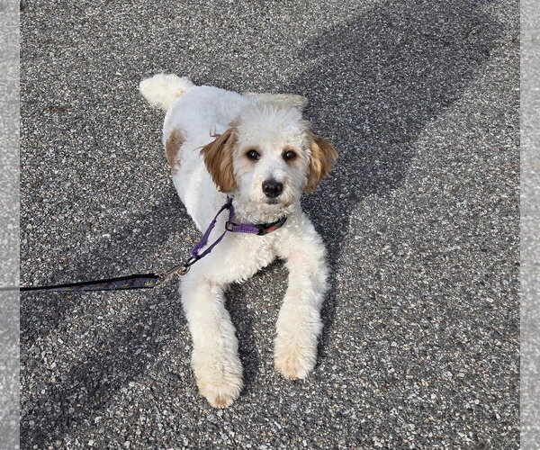 Medium Photo #1 Cavapoo (Miniature) Puppy For Sale in Westwood, NJ, USA