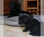 Small Photo #120 Labrador Retriever Puppy For Sale in OLYMPIA, WA, USA