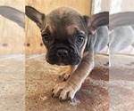 Small Photo #3 French Bulldog Puppy For Sale in TEMPLETON, CA, USA