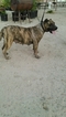 Small Photo #1 Presa Canario Puppy For Sale in LITTLEROCK, CA, USA