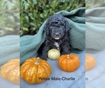 Puppy 1 Goldendoodle-Poodle (Miniature) Mix