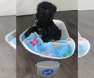 Yorkshire Terrier Puppy for sale in ROSSVILLE, GA, USA