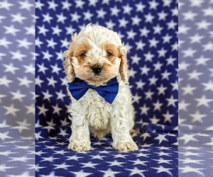 Cockapoo-Poodle (Miniature) Mix Puppy for sale in CHRISTIANA, PA, USA
