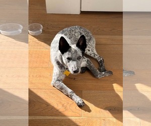 Rio Roo - Female Mutt Dog for Adoption - Photo #8