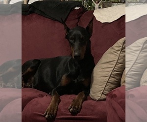 Mother of the Doberman Pinscher puppies born on 05/08/2025