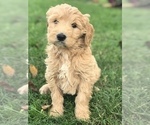 Puppy 6 English Cream Golden Retriever-Poodle (Standard) Mix