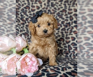Cocker Spaniel-Poodle (Miniature) Mix Puppy for sale in KIRKWOOD, PA, USA