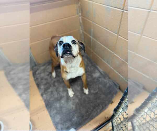 Medium Photo #8 Boxer Puppy For Sale in Burnsville, MN, USA