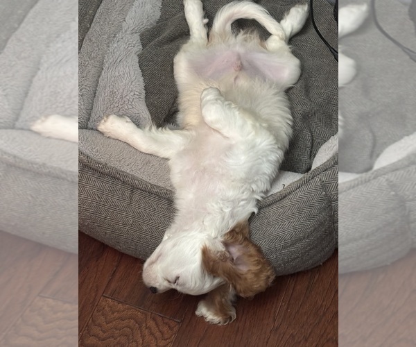 Medium Photo #23 Cavachon Puppy For Sale in OLYMPIA, WA, USA