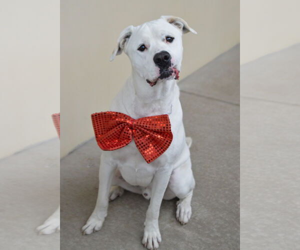 Medium Photo #1 Labrador Retriever-Unknown Mix Puppy For Sale in McKinney, TX, USA