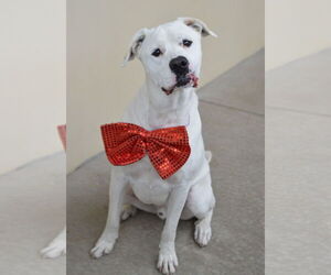 Labrador Retriever-Unknown Mix Dogs for adoption in McKinney, TX, USA