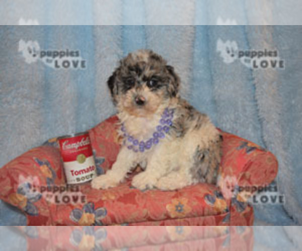 Medium Photo #15 Aussiedoodle-Poodle (Toy) Mix Puppy For Sale in SANGER, TX, USA