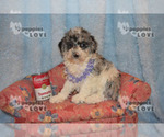 Small Photo #15 Aussiedoodle-Poodle (Toy) Mix Puppy For Sale in SANGER, TX, USA
