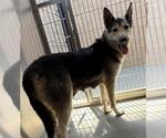 Small German Shepherd Dog-Siberian Husky Mix