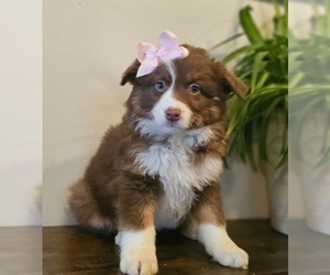 Australian Shepherd Puppy for sale in INDIANAPOLIS, IN, USA