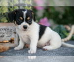 Small Photo #10 Chihuahua Puppy For Sale in MONROE, IN, USA